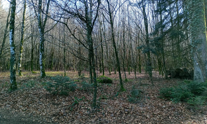 Évasion forêt de Chabrieres - Guéret
