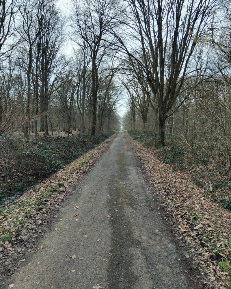 Balade dans la Forêt de Phalempin et Château de l'Ermitage - Phalempin