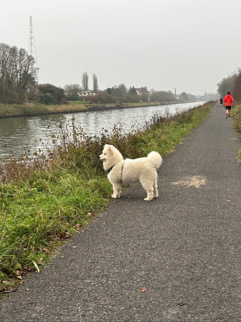 Long de la Scarpe - Douai