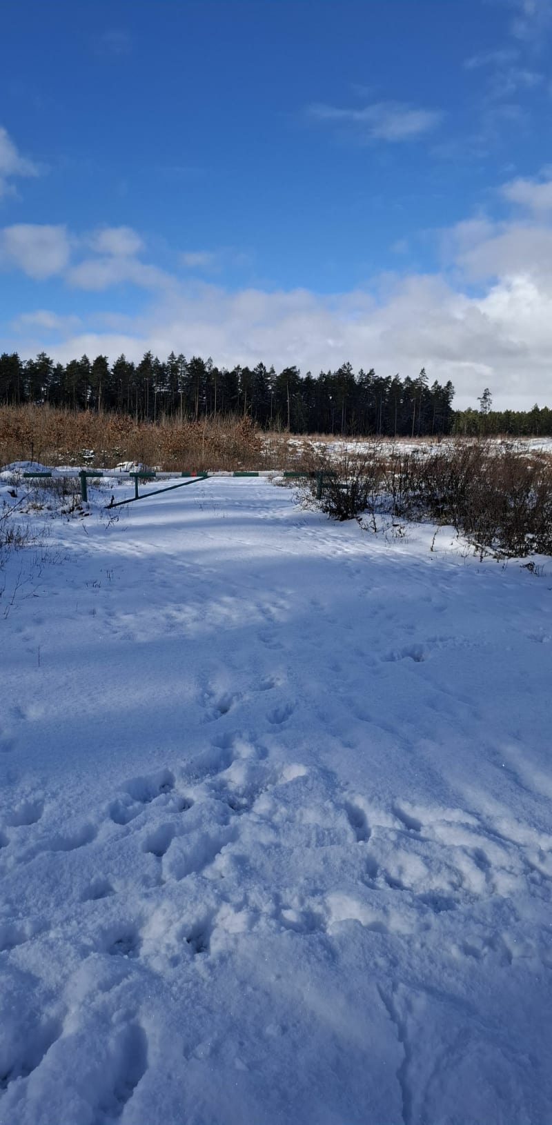 Las za lotniskiem Dajtki - Olsztyn