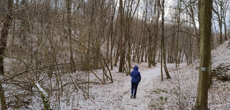 Las Kruk nieco zimowy - Skrzyszów