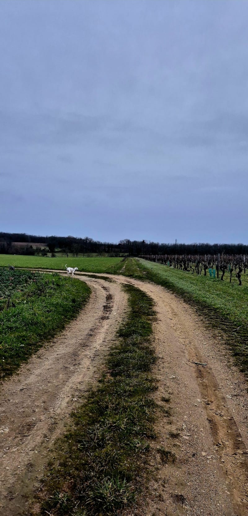 Balade à travers champs de vignes à  Asnières - Asnières-sur-Nouère