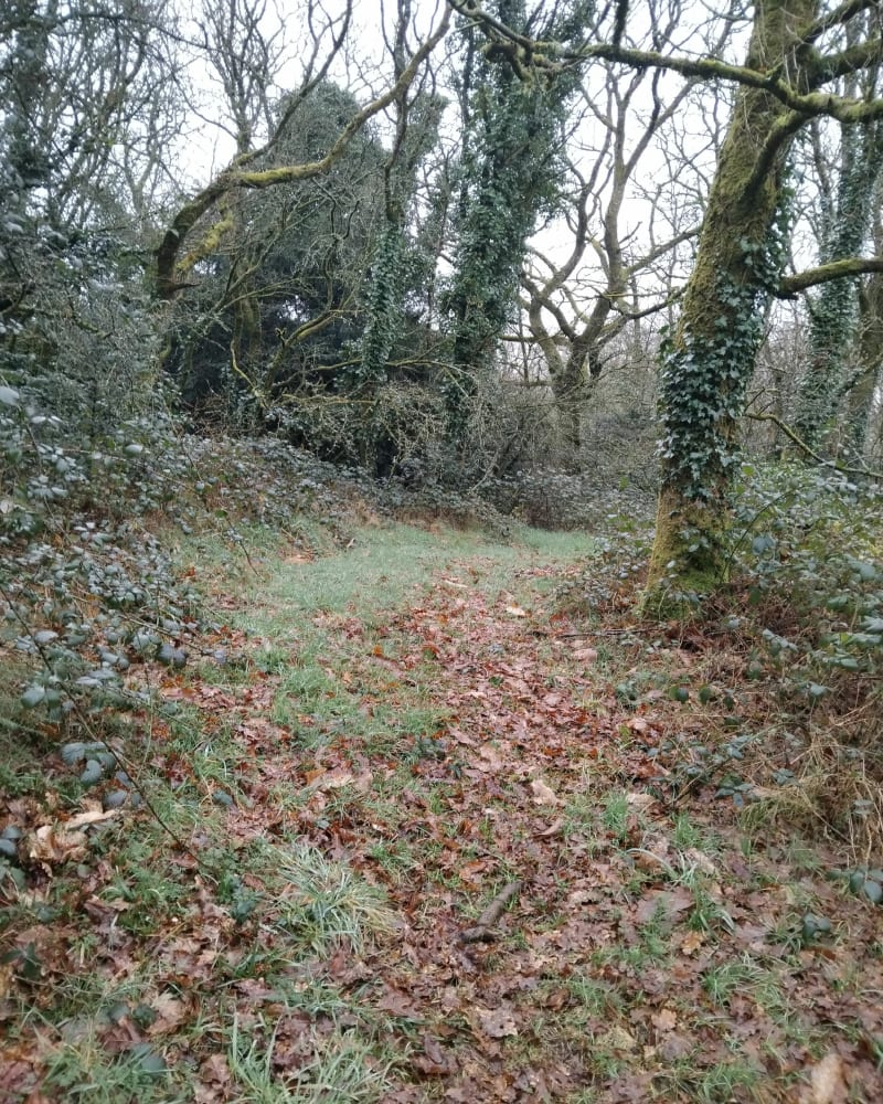 La forêt de Camblot - Ménéac