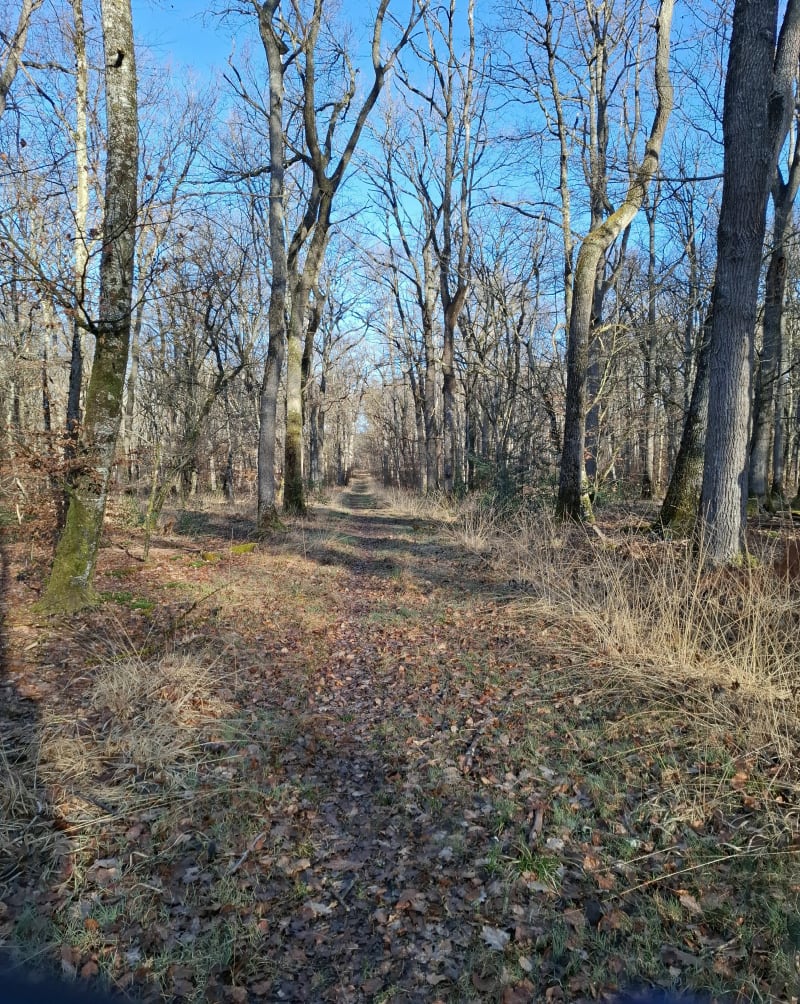 Boucle en forêt de Troncais - Cérilly
