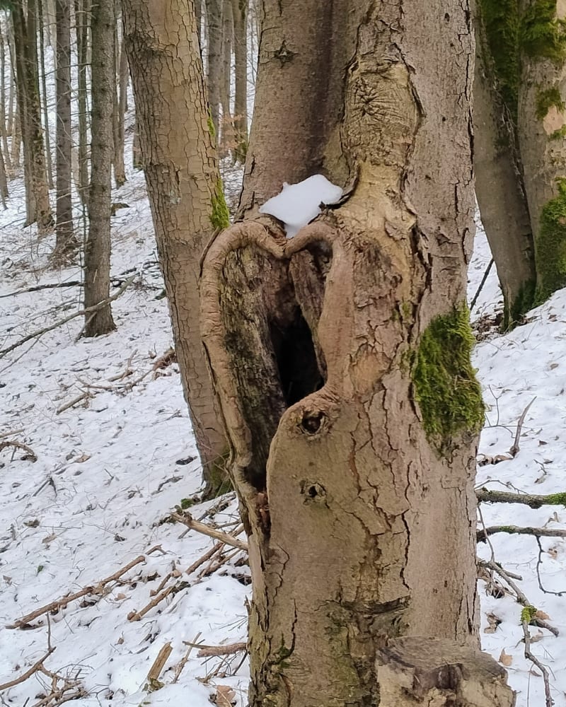 Ze Starego Lesieńca na Dzikowiec - Boguszów-Gorce