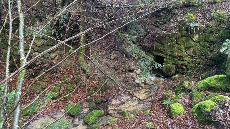 Forêt du bois d’Hatier et ses cours d’eau - Montbrison