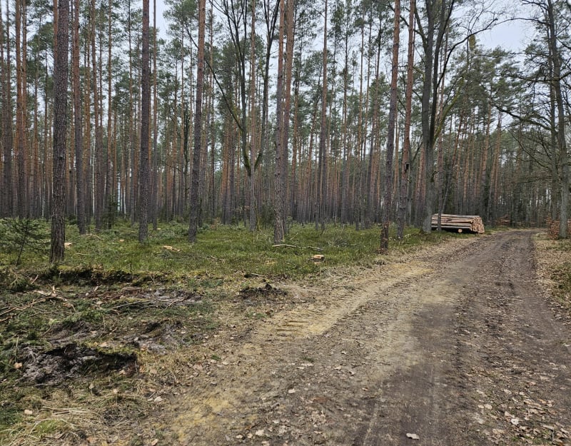 W okolicy Pokoju,  leśne kółeczko nr 1 - Pokój