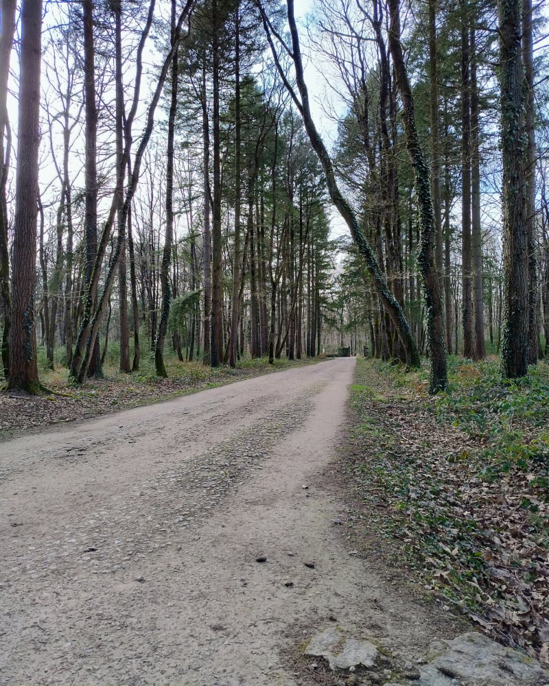 Balade bois des hâtes - Saint-Avertin