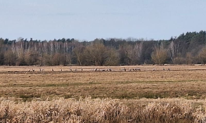 Wzdłuż s8 wieruszów - Polesie