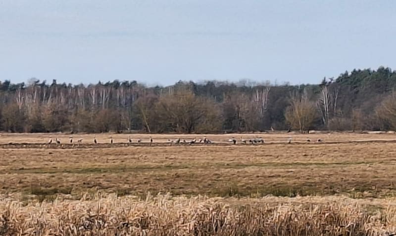 Popoludniowy spacer z psem, torfowiska nad Prosną - Osiek
