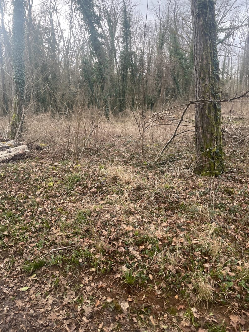 Balade dans les bois à Prauthoy - Le Montsaugeonnais