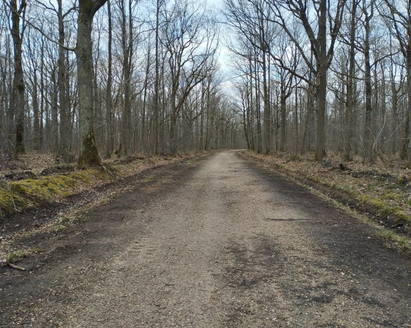 Des Clayes par forêt de Bois d'Arcy et le bois de la Crâne - Les Clayes-sous-Bois