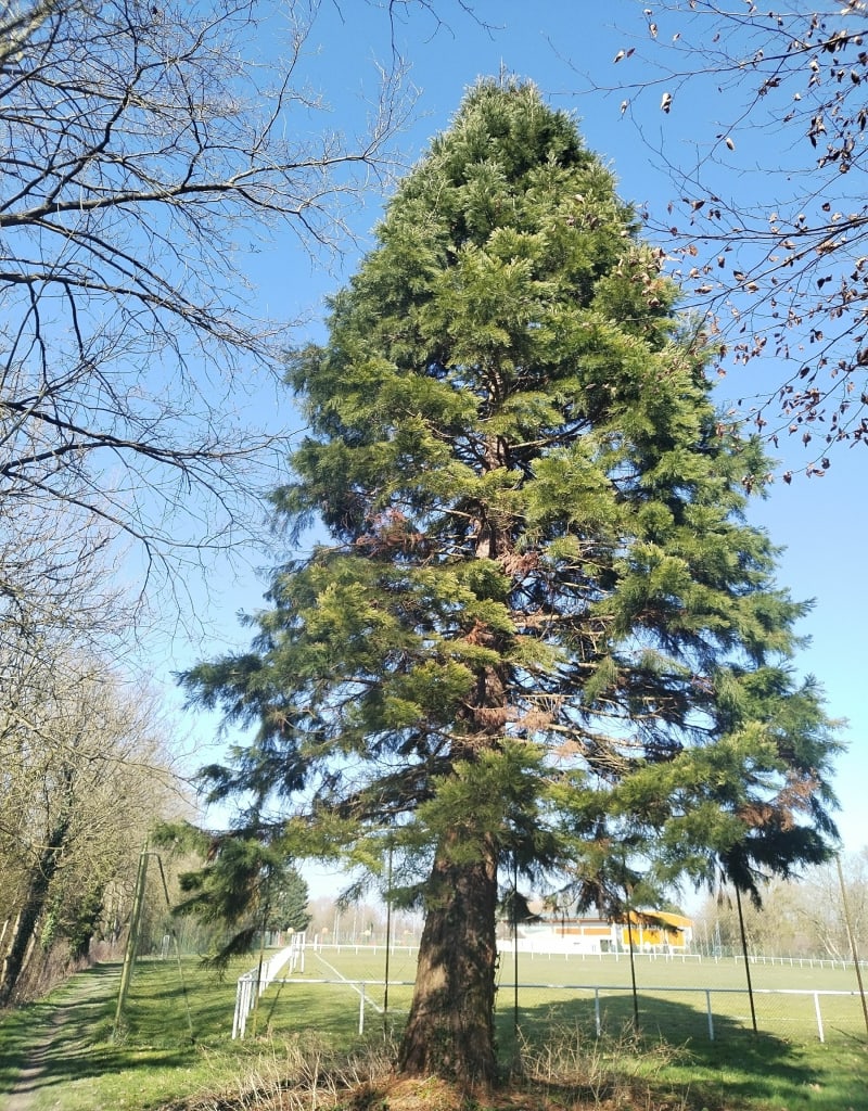 Nature et coupure à Sarry - Sarry