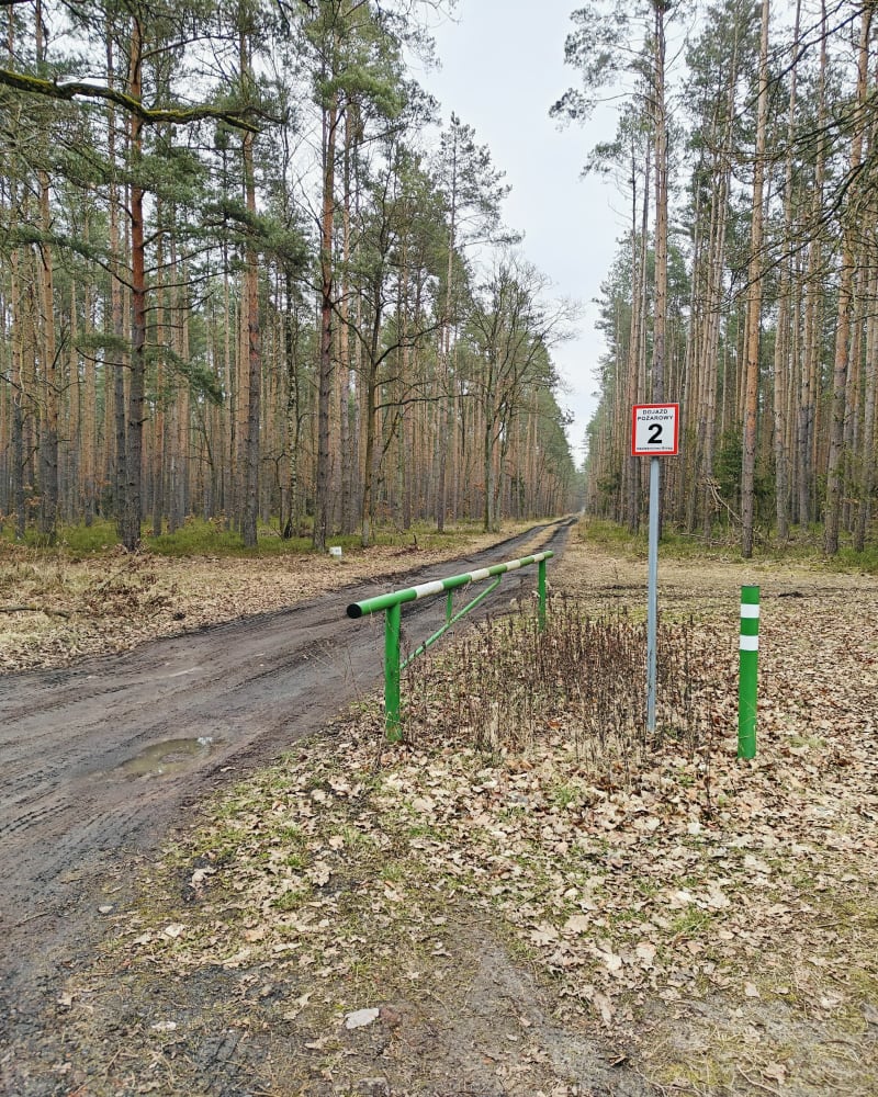 Las za Dobrzyniem, woj. opolskie - Dobrzyń
