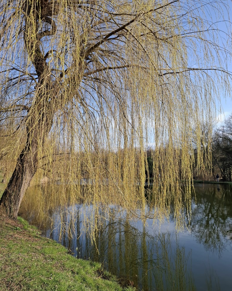 Petite balade vers l'étang de By - Saint-Georges-d'Espéranche