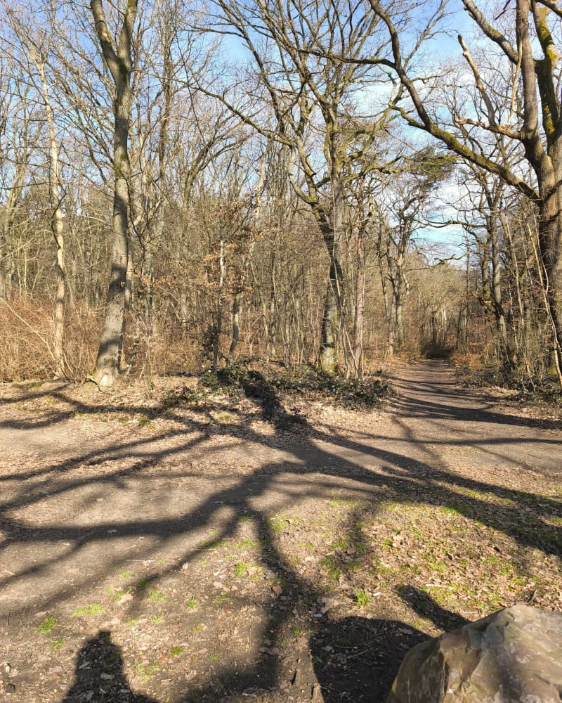 Forêt du Warndt - Freyming-Merlebach