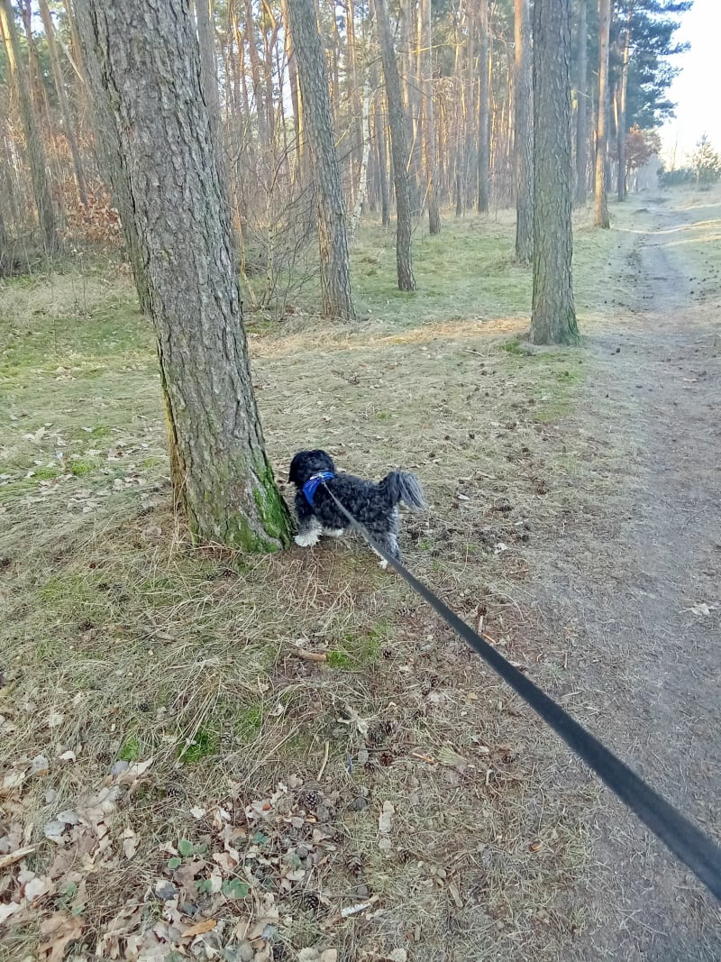 Toruń Skarpa Spacer z psem - Toruń