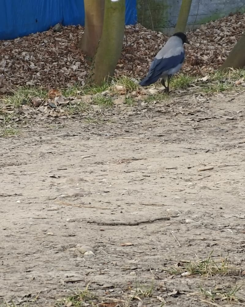 Park Wolności - Brzeg