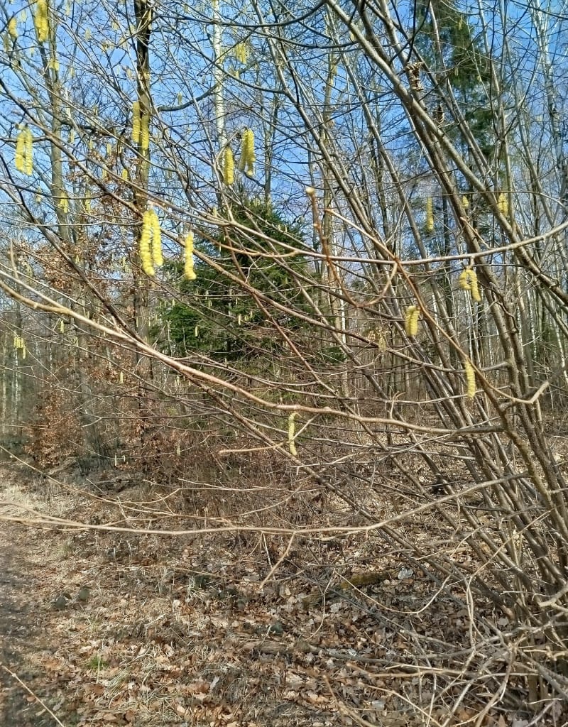 Miechowice - Bytom