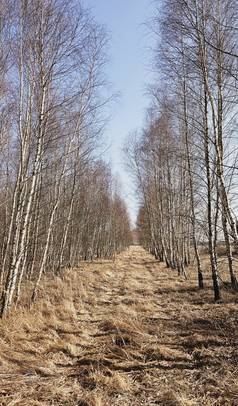 Sokołowa street - Sobienie Biskupie