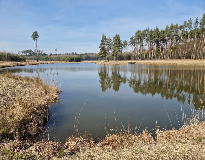 Wysoka Głogowska Leśniczówka - stawy - Wysoka Głogowska