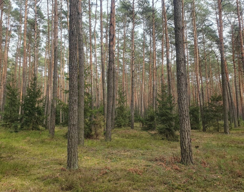 Stare Krasnodęby - Stary Adamów" - Stare Krasnodęby
