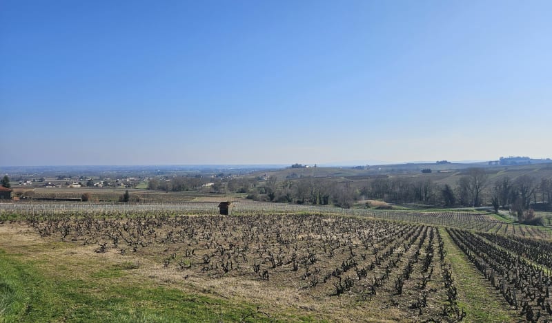 Circuit Mont Brouilly par les vignes - Charentay