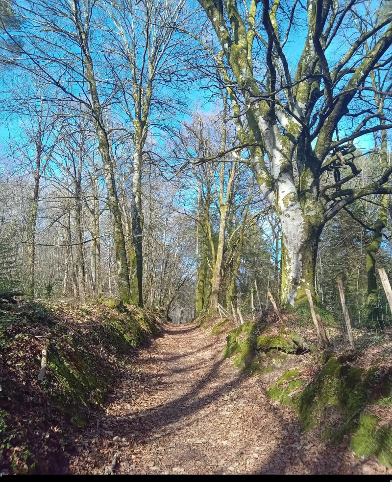 Saint Jouvent Circuit de la forêt - Saint-Jouvent