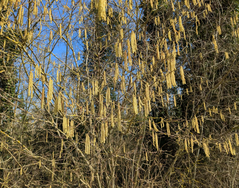 Boucle nature à travers les champs et bosquets de Us - Us