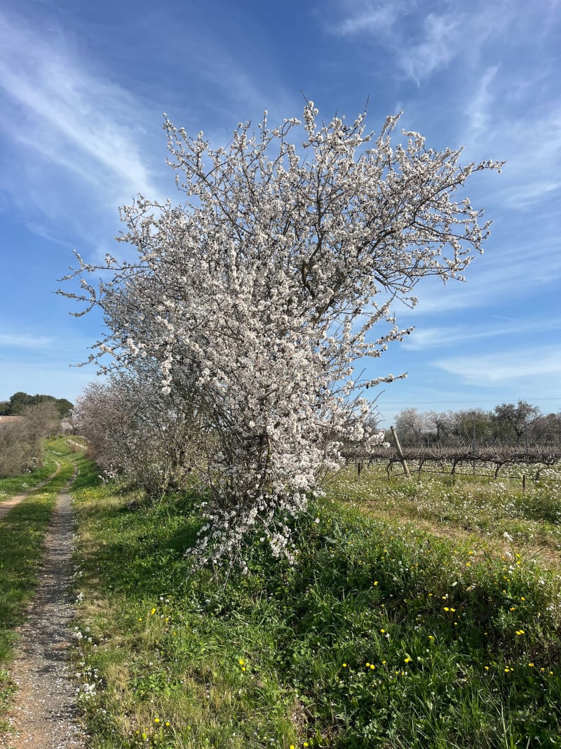 À travers les vignes Au dessus de Vias - Agde