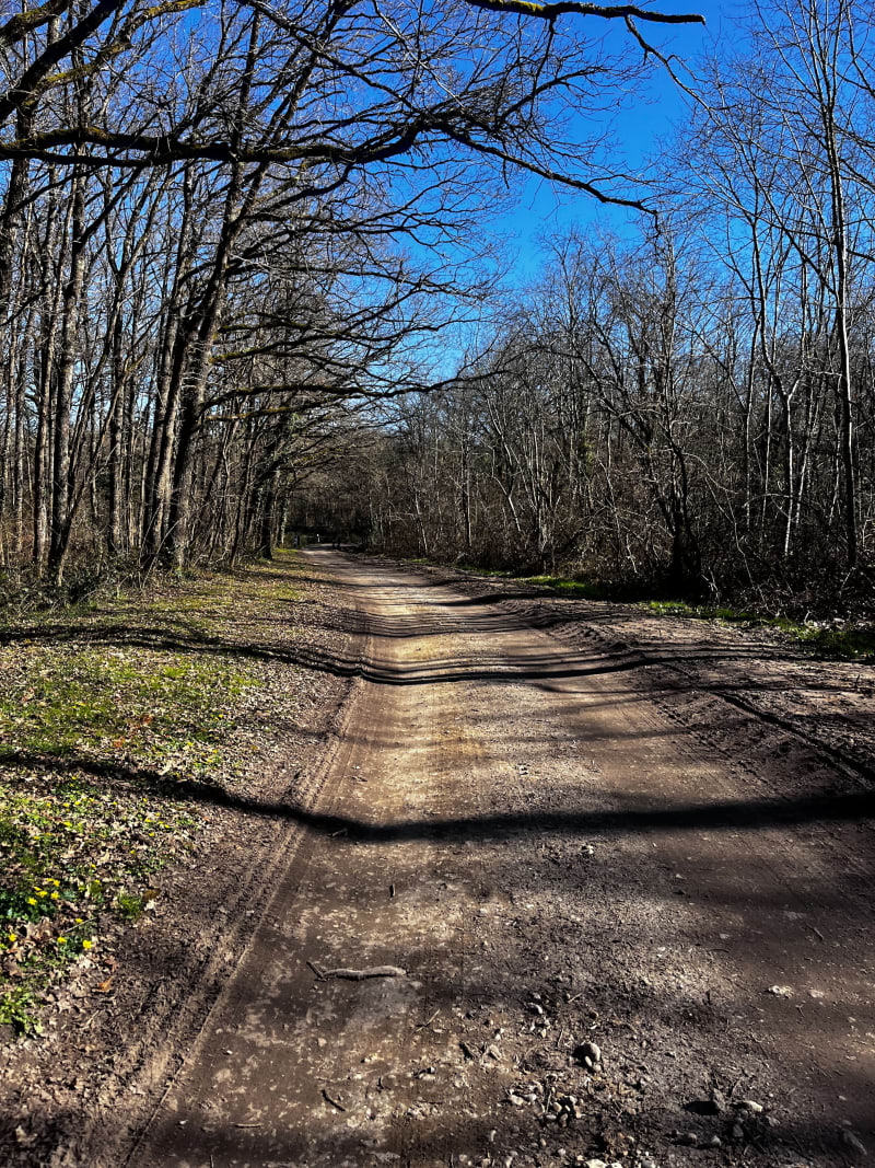 Balade en forêt de Vienne En Val - Vienne-en-Val