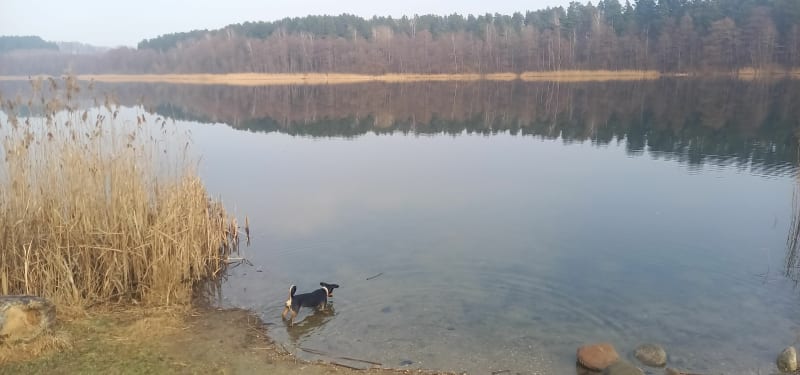 Jezioro Redykajny, plaża za działkami w Gutkowie. - Olsztyn