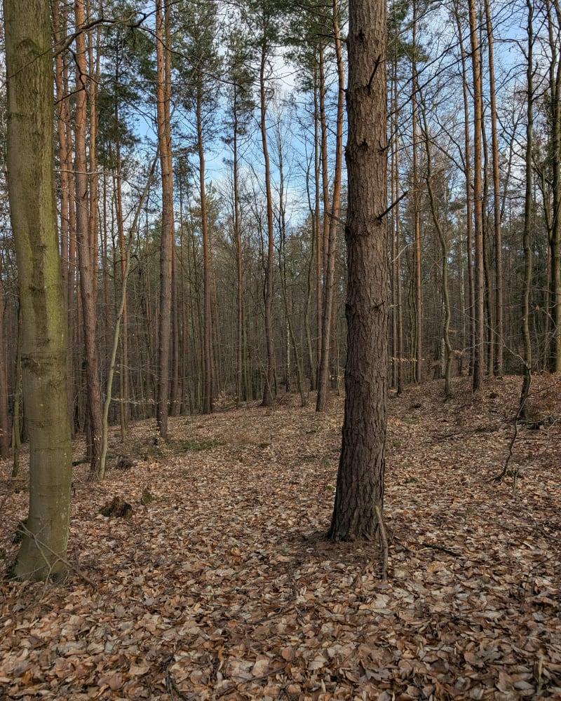 Zaklęty zamek - Dębogórze