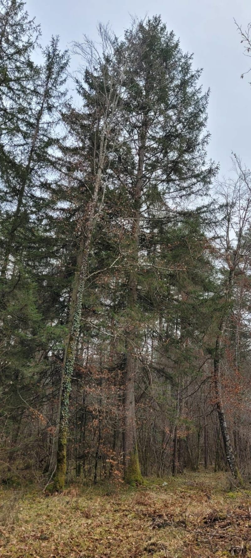 Balade en forêt de Châtillon - Châtillon-sur-Seine
