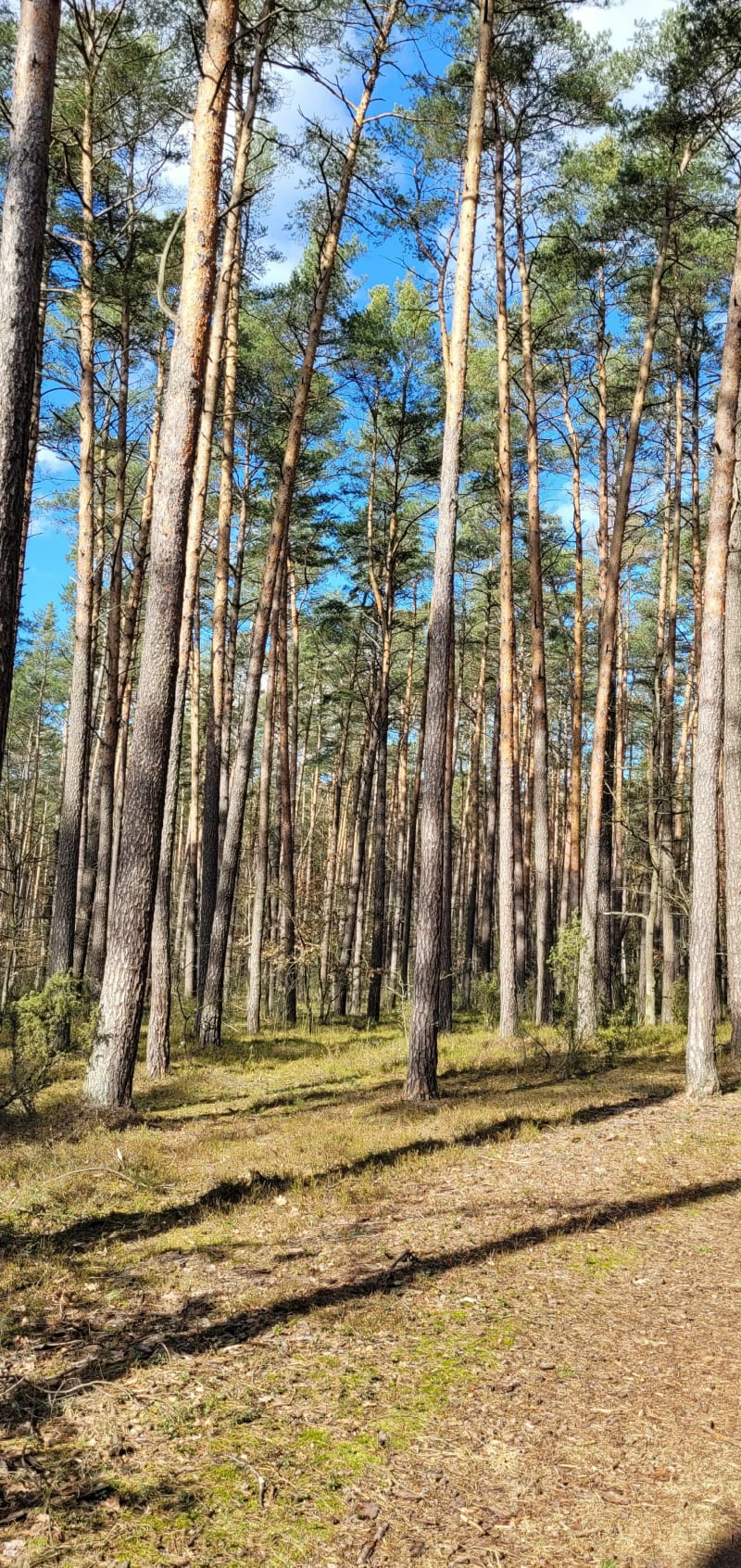 Po rezerwatach północnej części Puszczy Kampinoskiej - Stanisławów