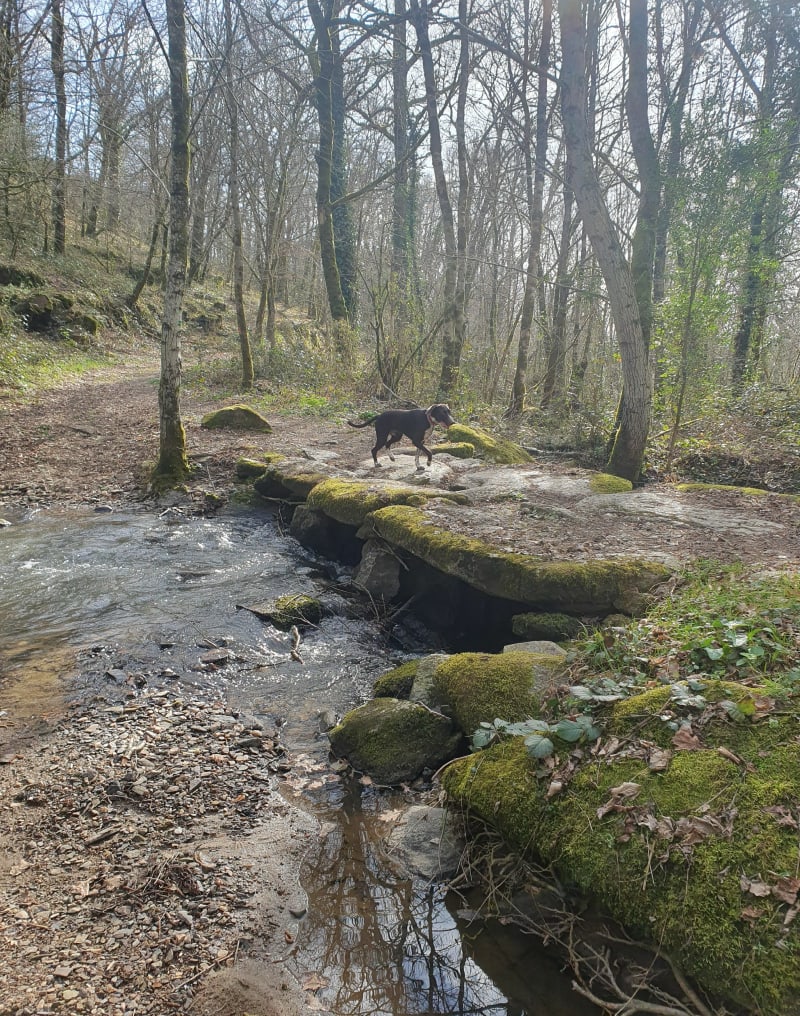 Le pont celtique, et Bois de la Croix à Donzenac - Donzenac