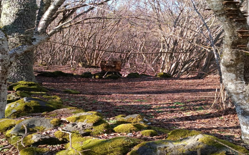 Autour de Fonfreyde - Saint-Genès-Champanelle