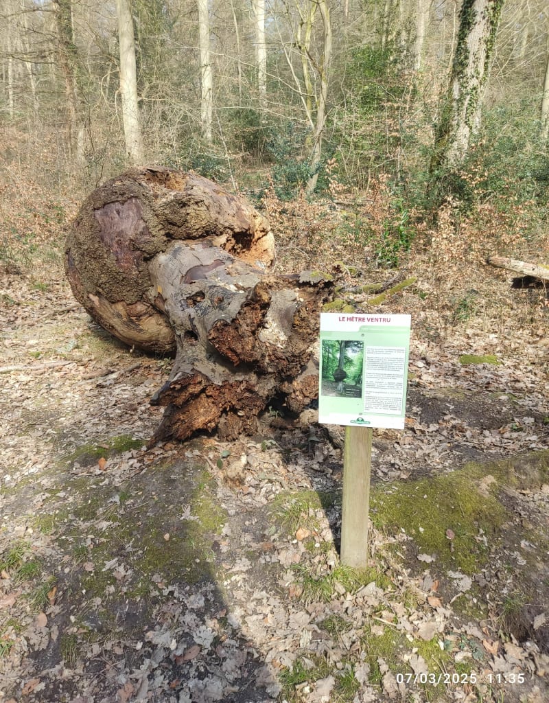 Canni rando au Bois des Pères - Oissel