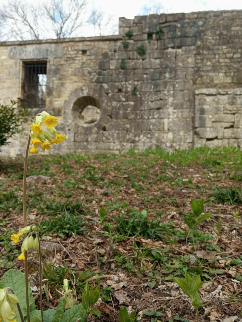 Autour de la forêt de la Boixe et la Mascarine - Villejoubert