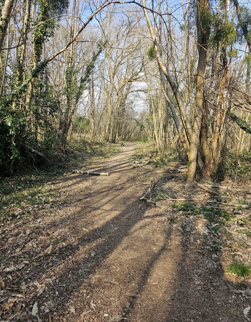 Balade forêt de la Croix-Saint-Jacques - La ville-du-Bois