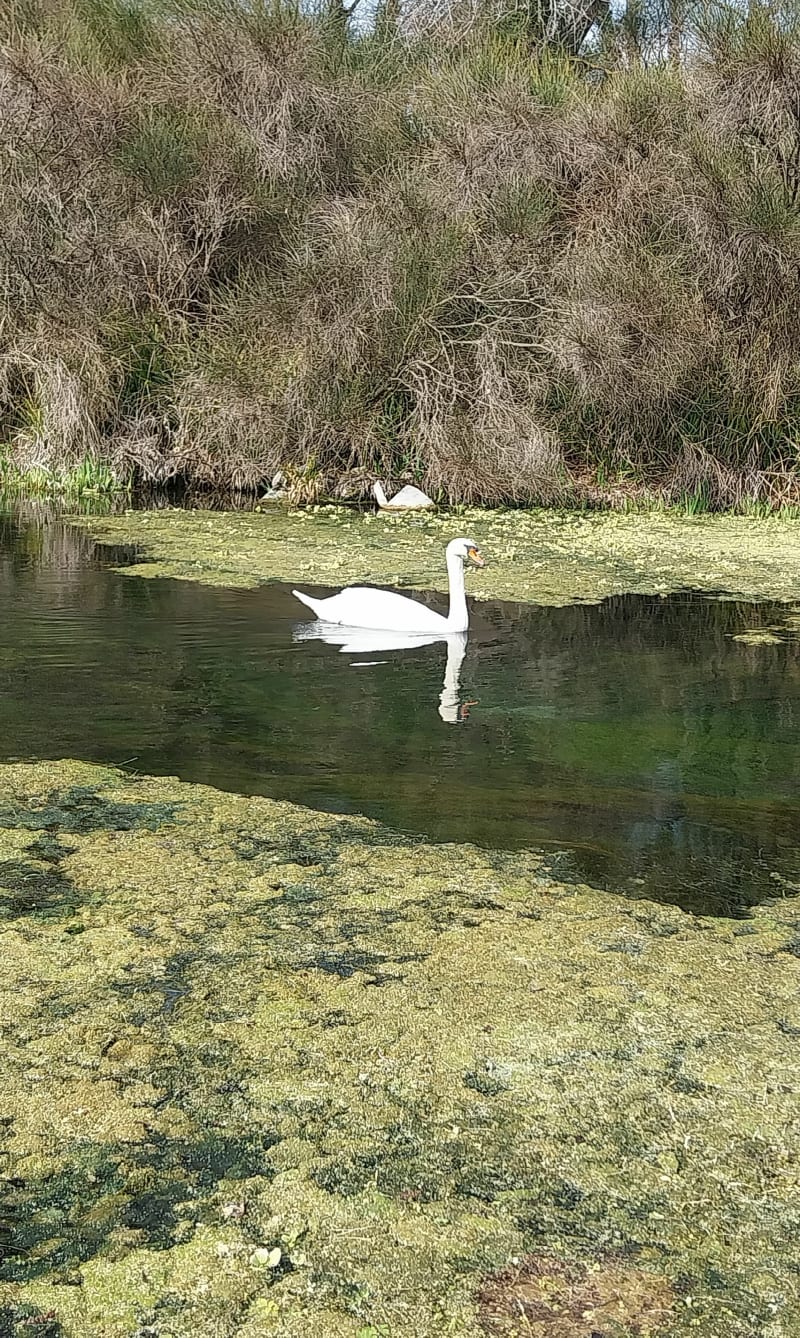 Les bords du Rhône - Villeneuve-lès-Avignon