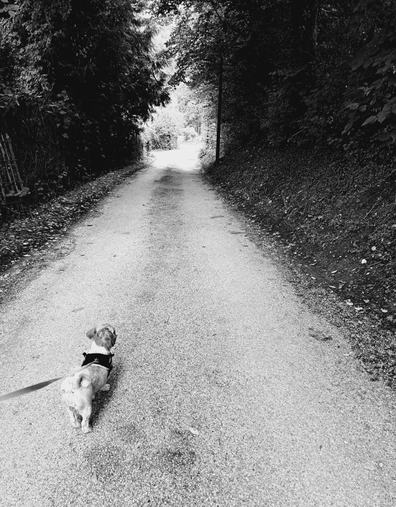 Balade "canine" à Vizille - Vizille