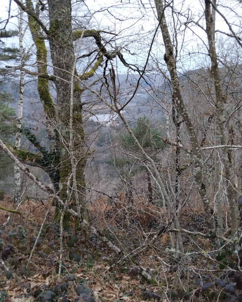 Balade au travers des forêts en passant par la chartreuse - Les Ancizes-Comps