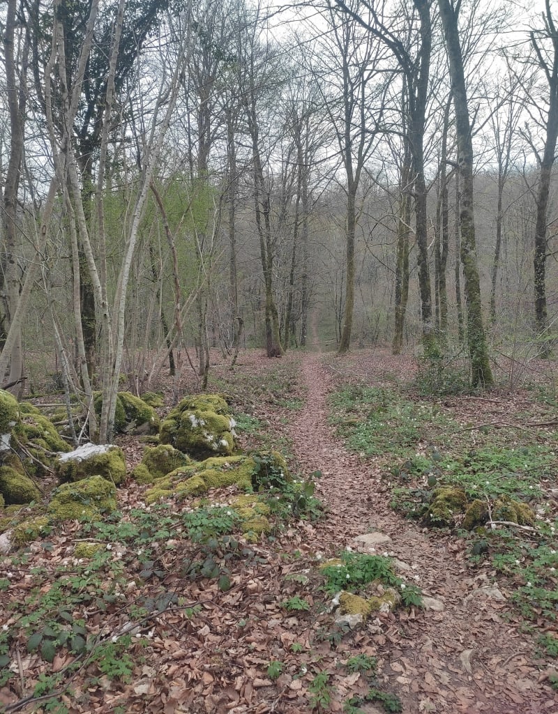 Petit tour en Forêt de Chailluz - Besançon