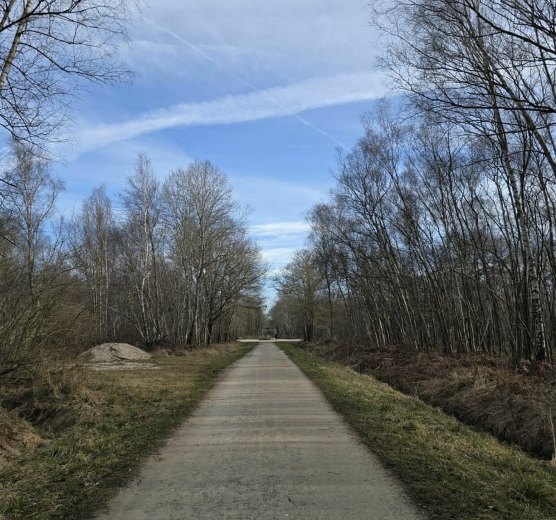Forêt domaniale de Notre-Dame - La Queue-en-Brie