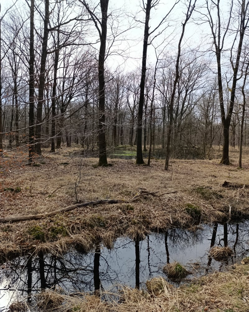 Petite balade en forêt de Sénart depuis Montgeron - Montgeron
