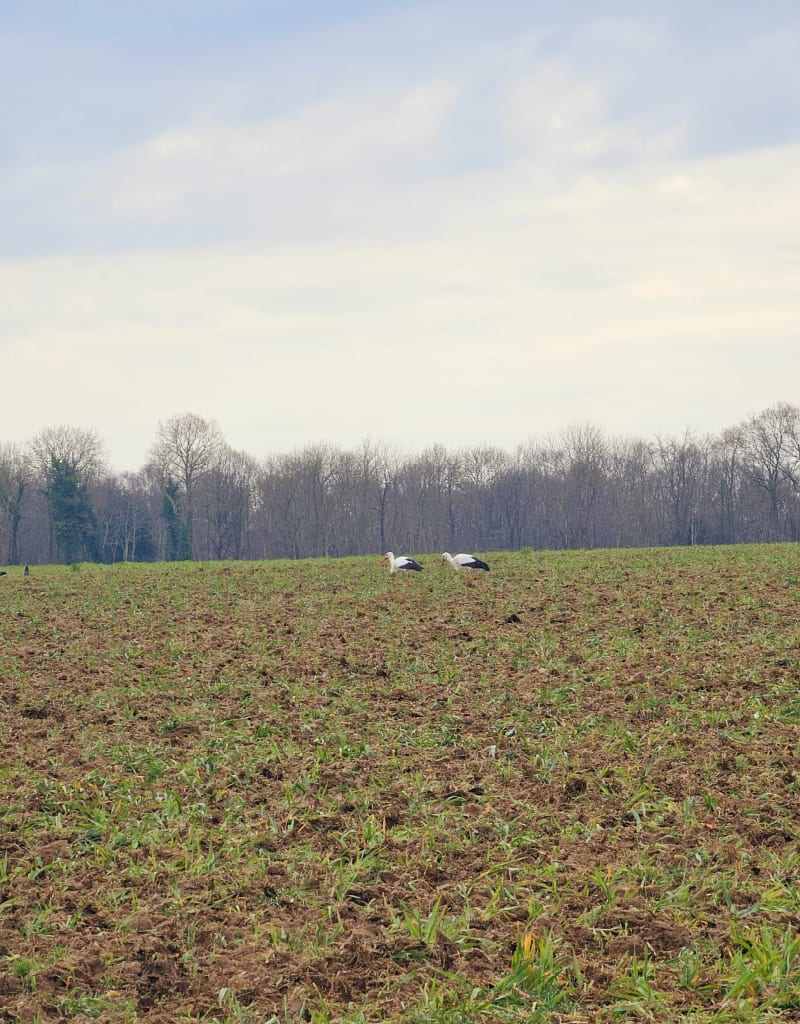 Marais Vernier départ Bouquelon - Bouquelon