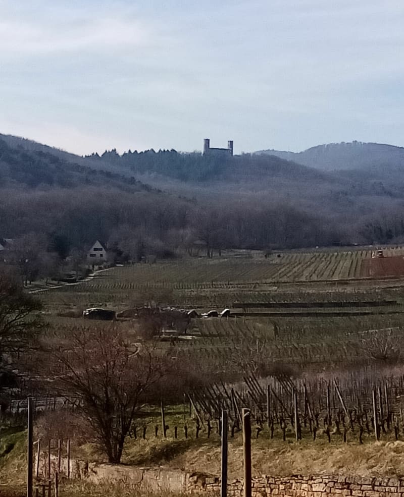 Sentier des seigneurs à Mittelbergheim, - Mittelbergheim