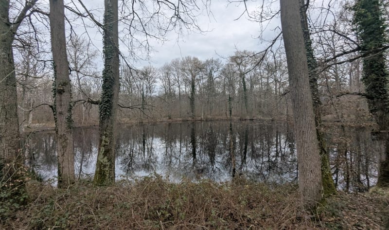 Mare aux Evées dans la forêt de Fontainebleau - Fontainebleau