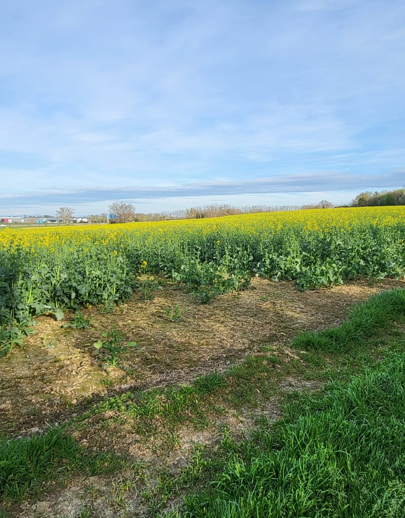 Haut de Feuilly en passant par Borgeai - Saint-Priest